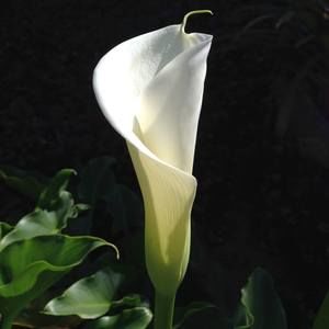 Meet your Posher, Jane